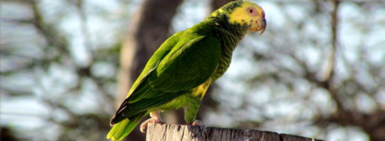 Diagnóstico e Monitoramento de Fauna e Flora